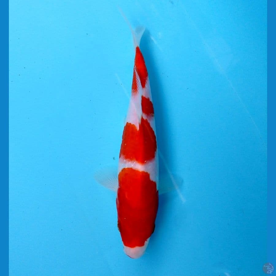 kohaku 20 cm