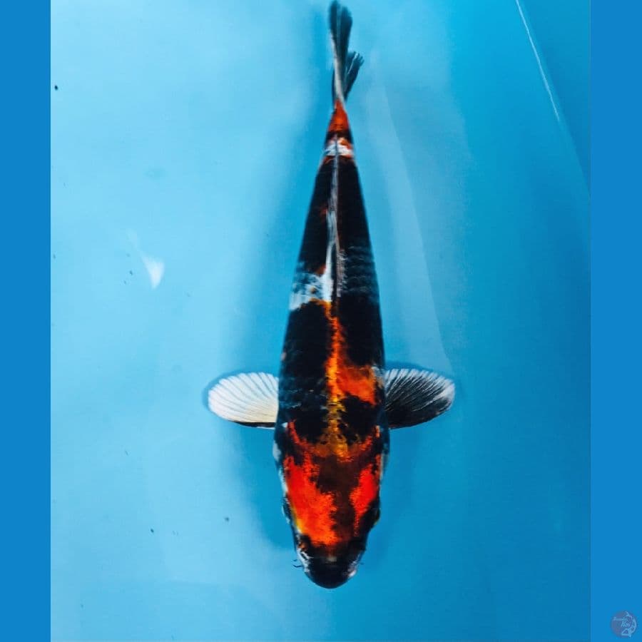 showa hikari, 23 cm