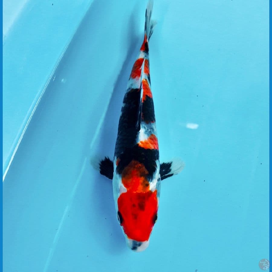 showa, 23 cm