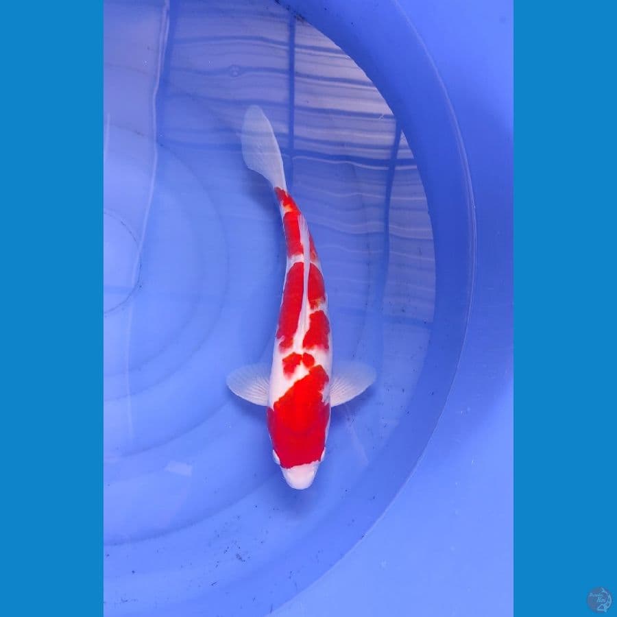Kohaku Kekar 34cm Jantan