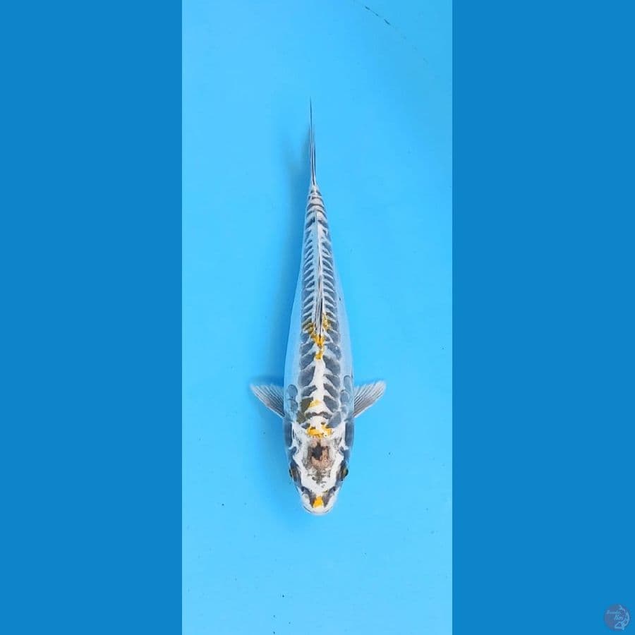 Kikkokuryu 27cm