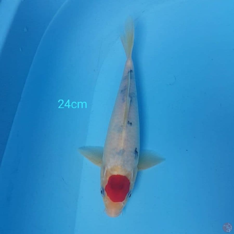MINION 24cm