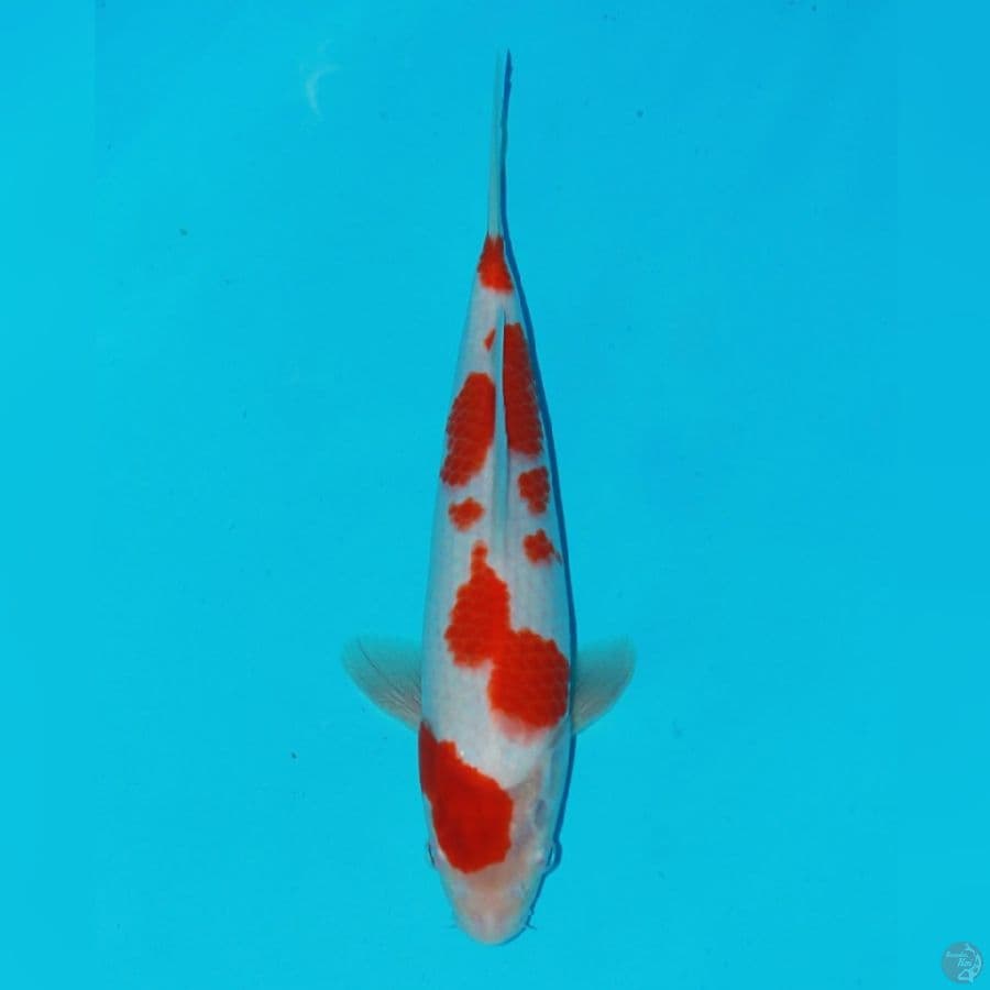 kohaku sakura 30bu