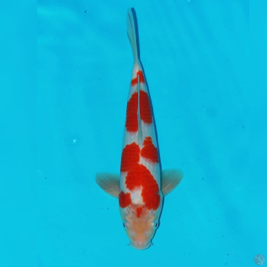 kohaku 28cm