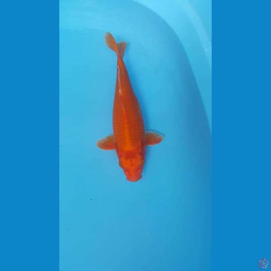 OGON 34cm