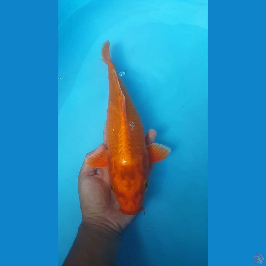 OGON 36cm