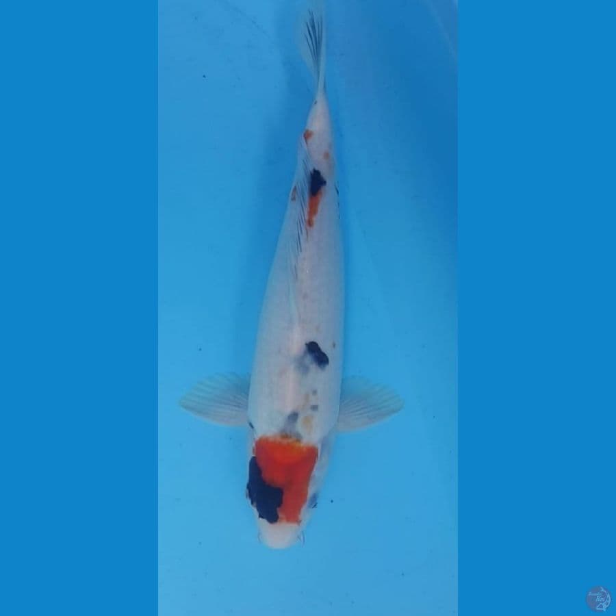 35cm SHOWA