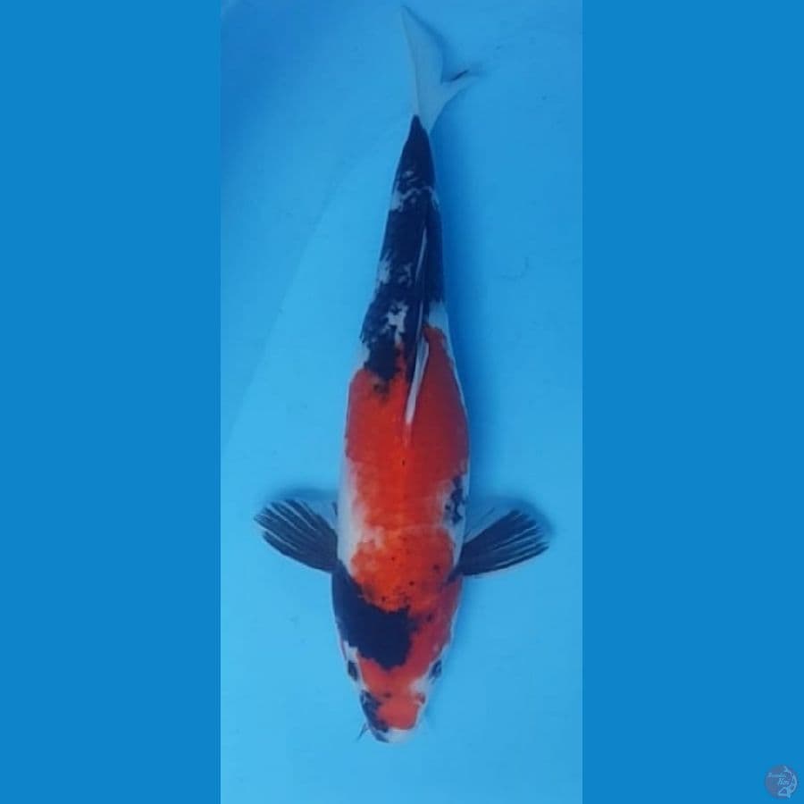 33cm SHOWA
