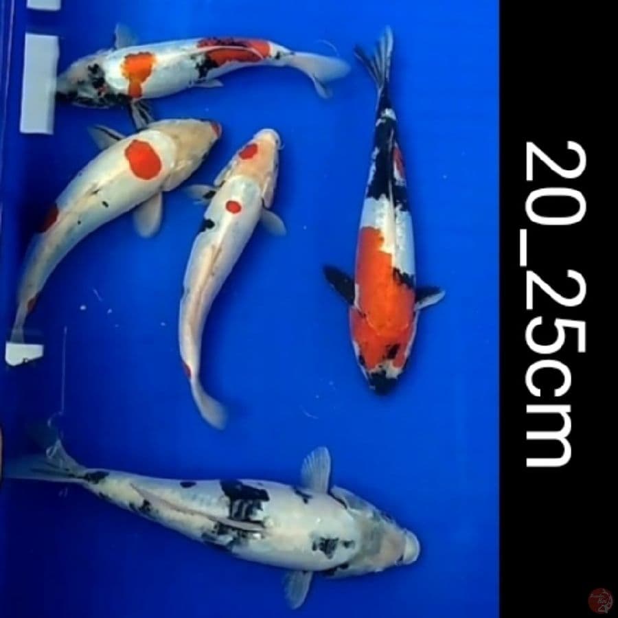 showa Shiro Tategoi doitsu 5ekr/20_25cm