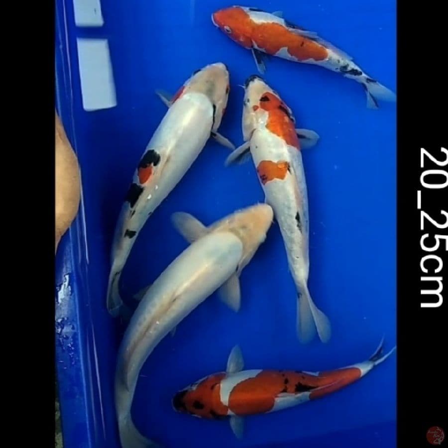 showa Shiro Tategoi doitsu 5ekr/20_25cm