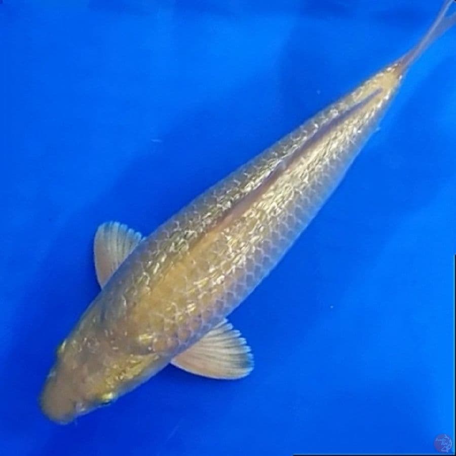 caramel ginrin 30cm/male