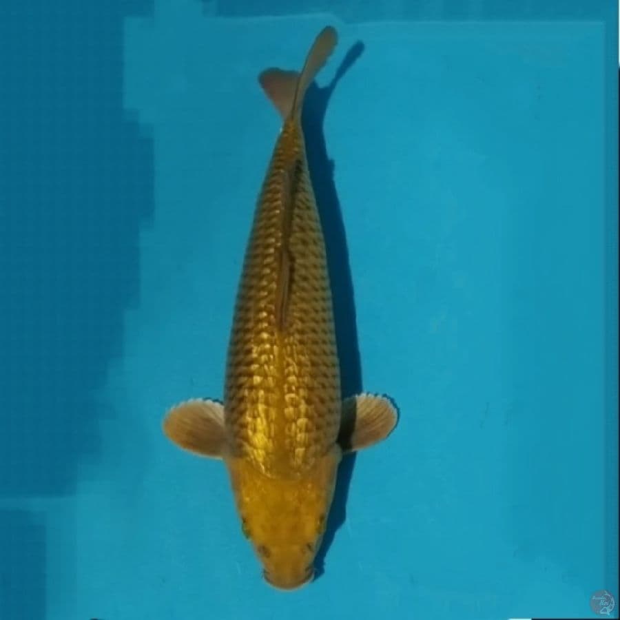 chagoi ginrin tembaga 32cm