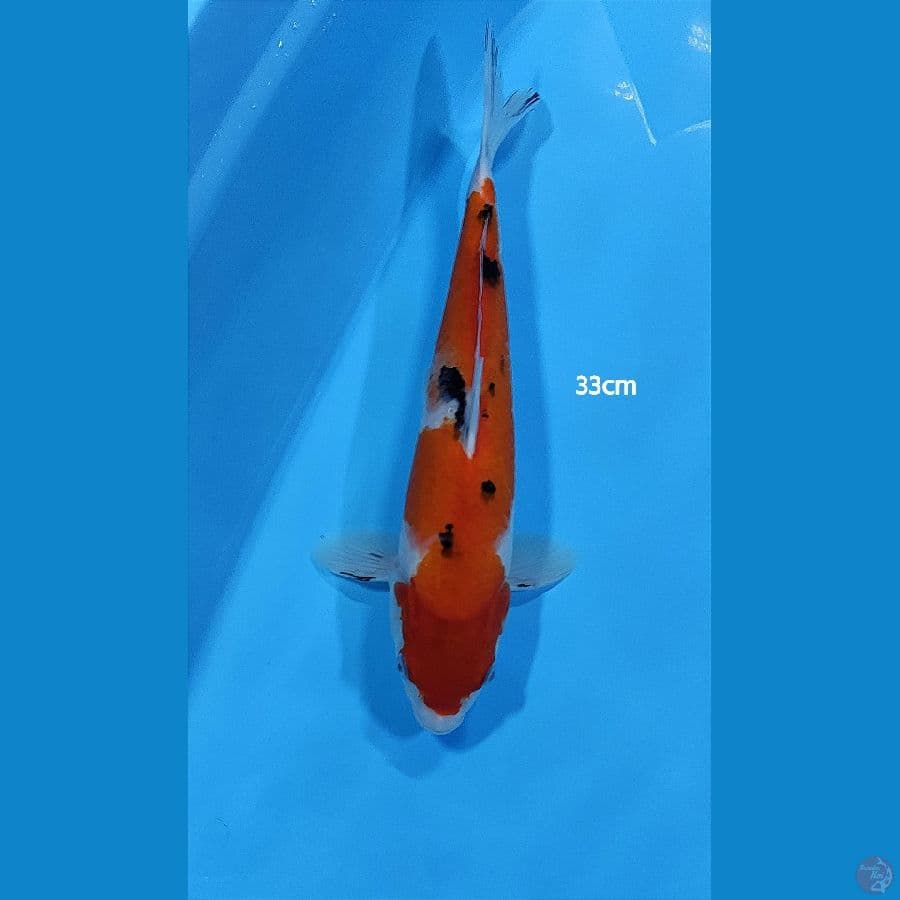 Sanke ~ 33cm