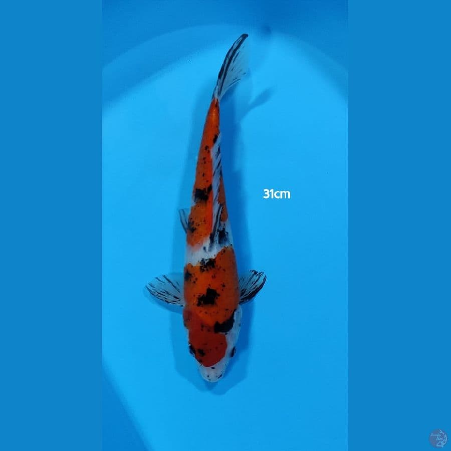 Sanke ~ 31cm