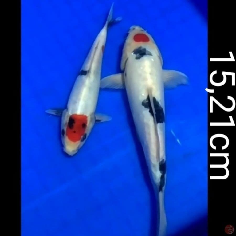 tancho original showa doitsu 15,21cm