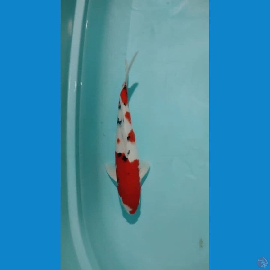 Sanke 34cm