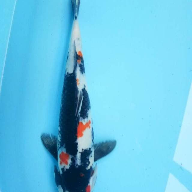 Black showa strong 35 cm BU
