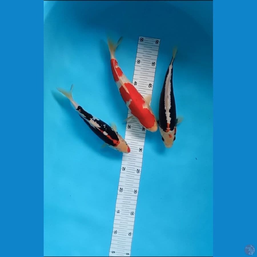mix kohaku,beni kumon 22,23,25 cm