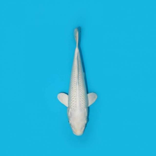 24 cm - PLATINUM OGON