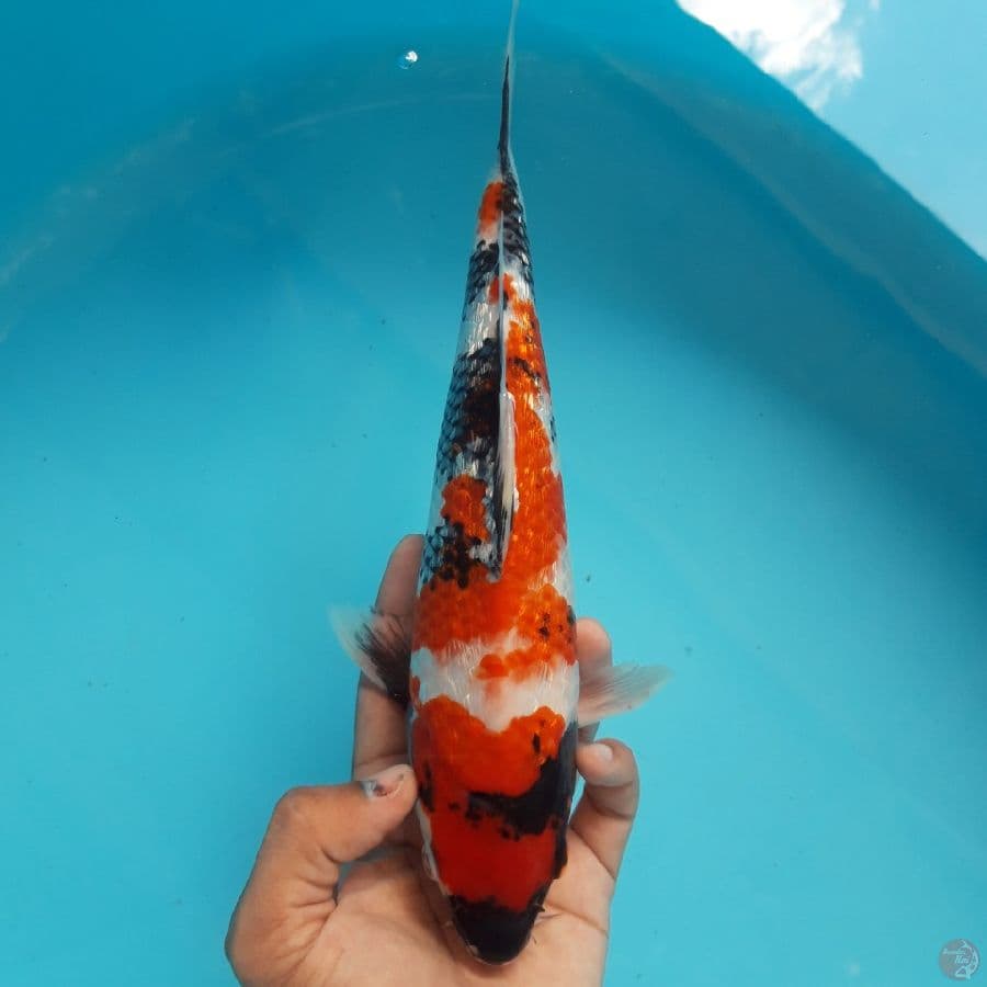 Showa Ginrin SQ Strong Red 27cm