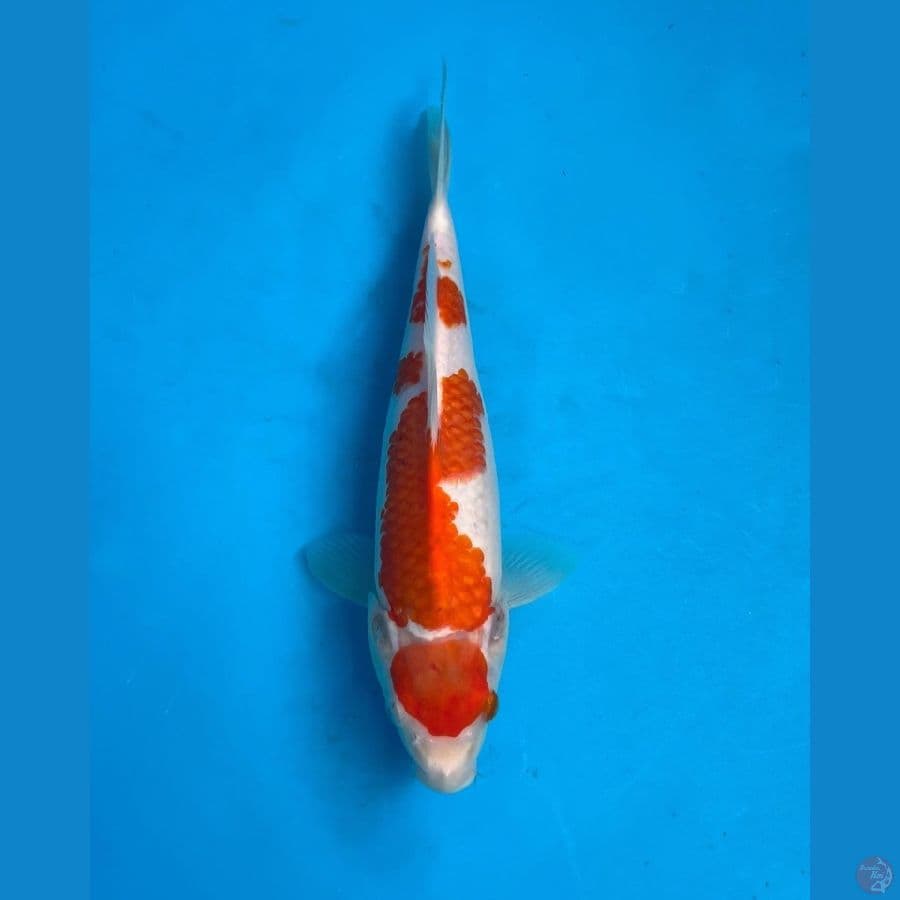 Kohaku 29 cm