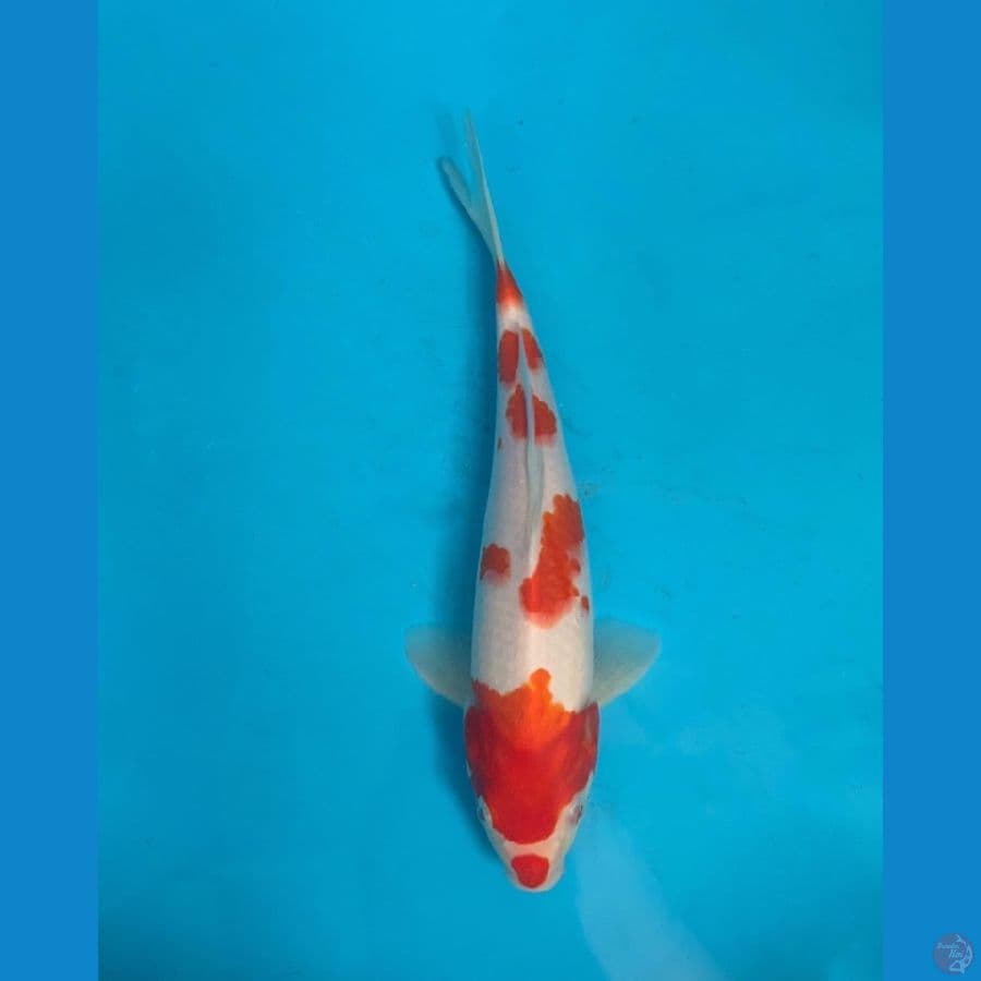 Kohaku 26 cm