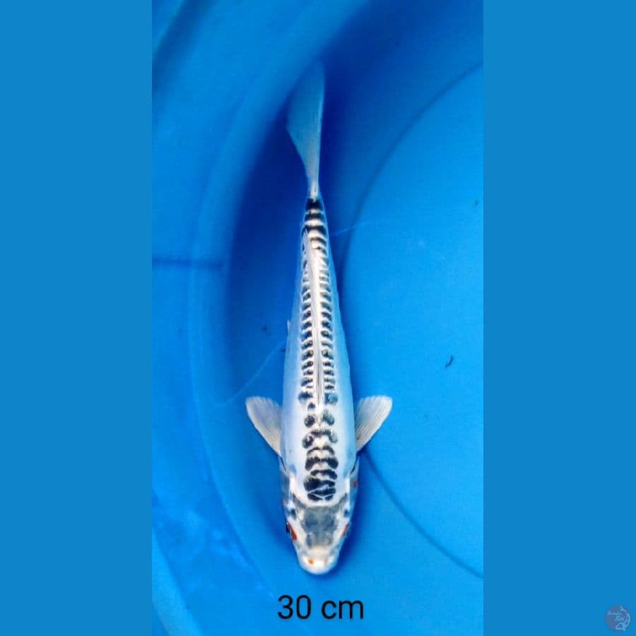 shushui antik 30 cm