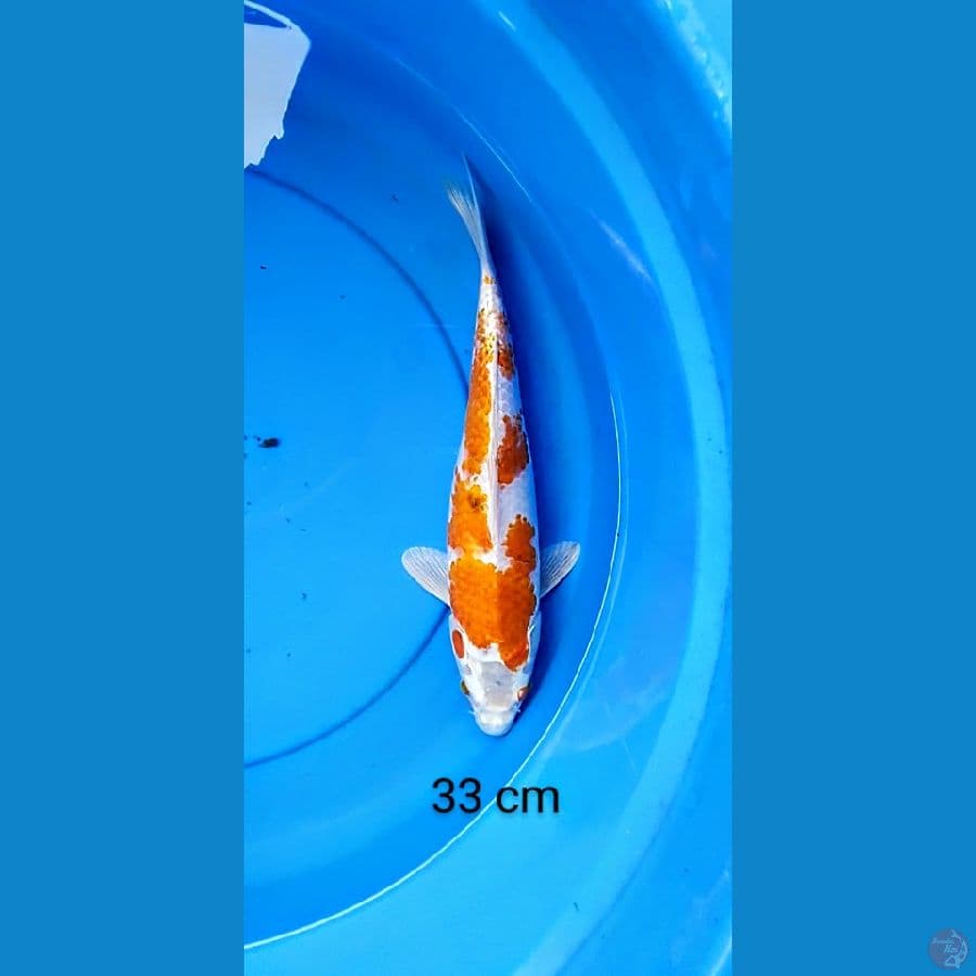 kujaku oren 33 cm