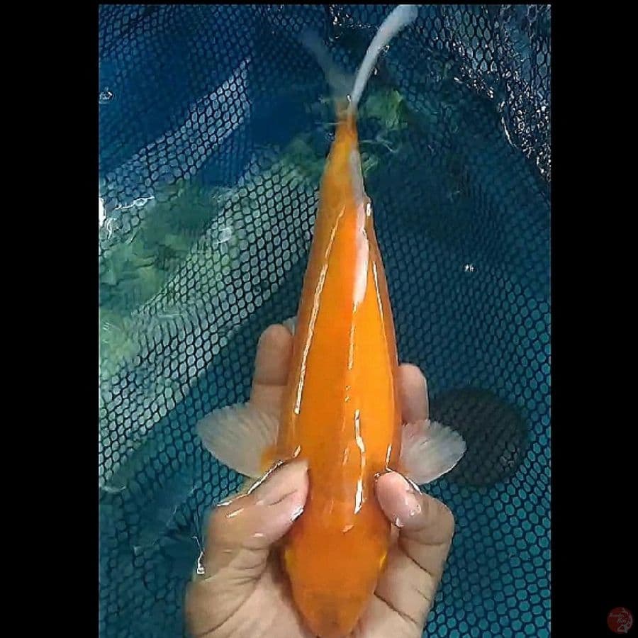 caramel moto jagung male/31cm