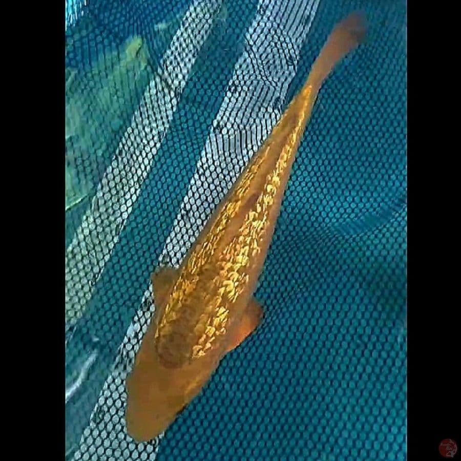 chagoi ginrin tembaga male/31cm
