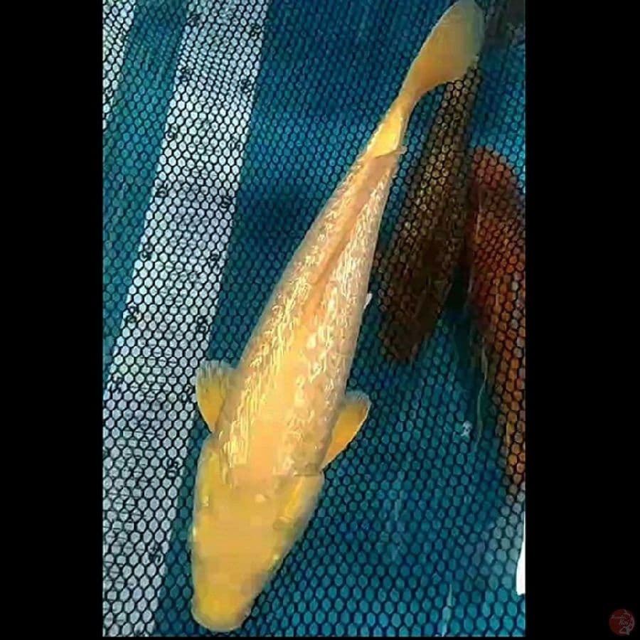 karashi jagung ginrin 31cm