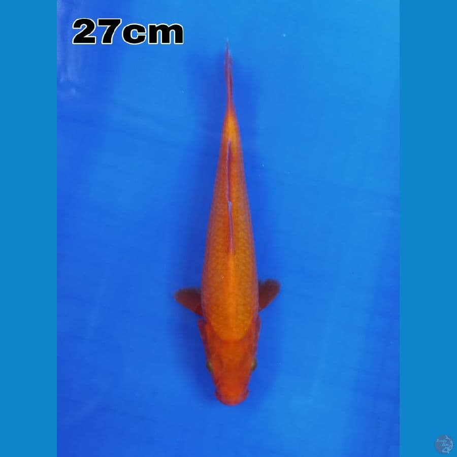 benigoi 27 cm tembus sampe jangut