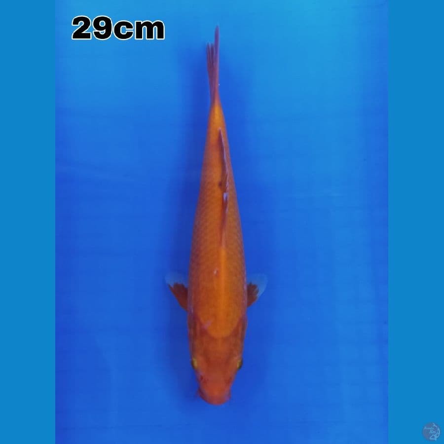 benigoi tembus telak 29 cm