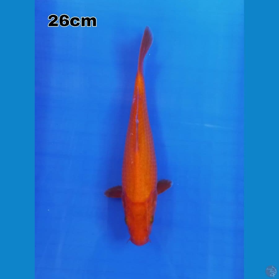 benigoi 26 cm