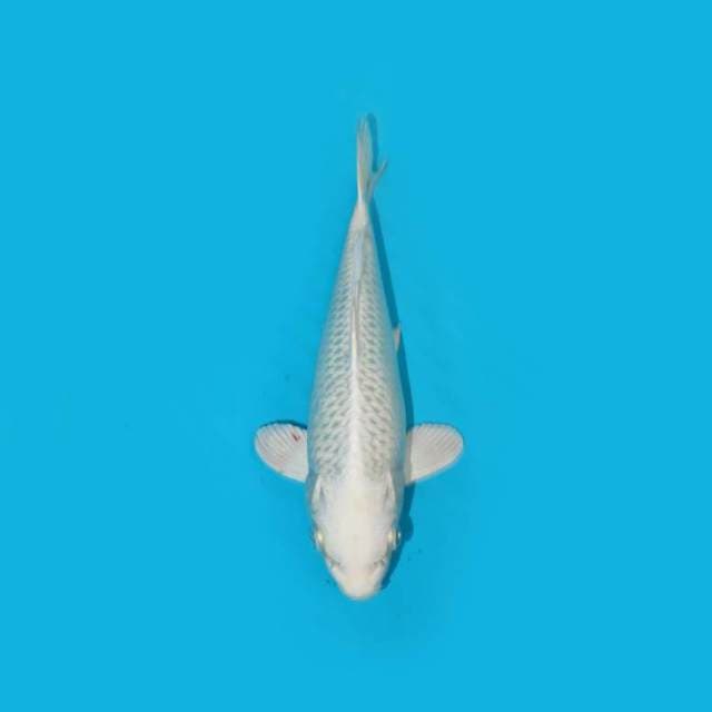23 cm - PLATINUM OGON