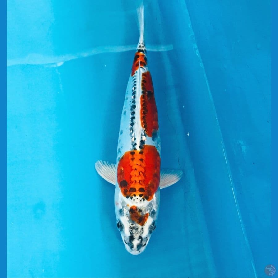 beni kiko, 24 cm