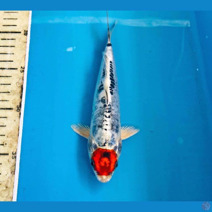 tancho kiko, 20 cm
