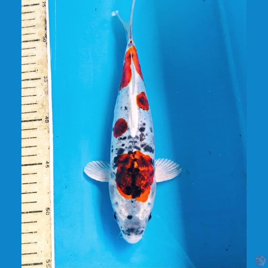 beni kiko, 27 cm