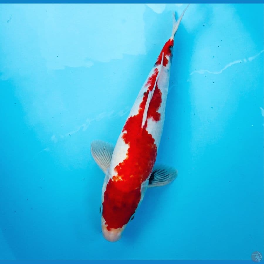 inazuma showa, 32 cm