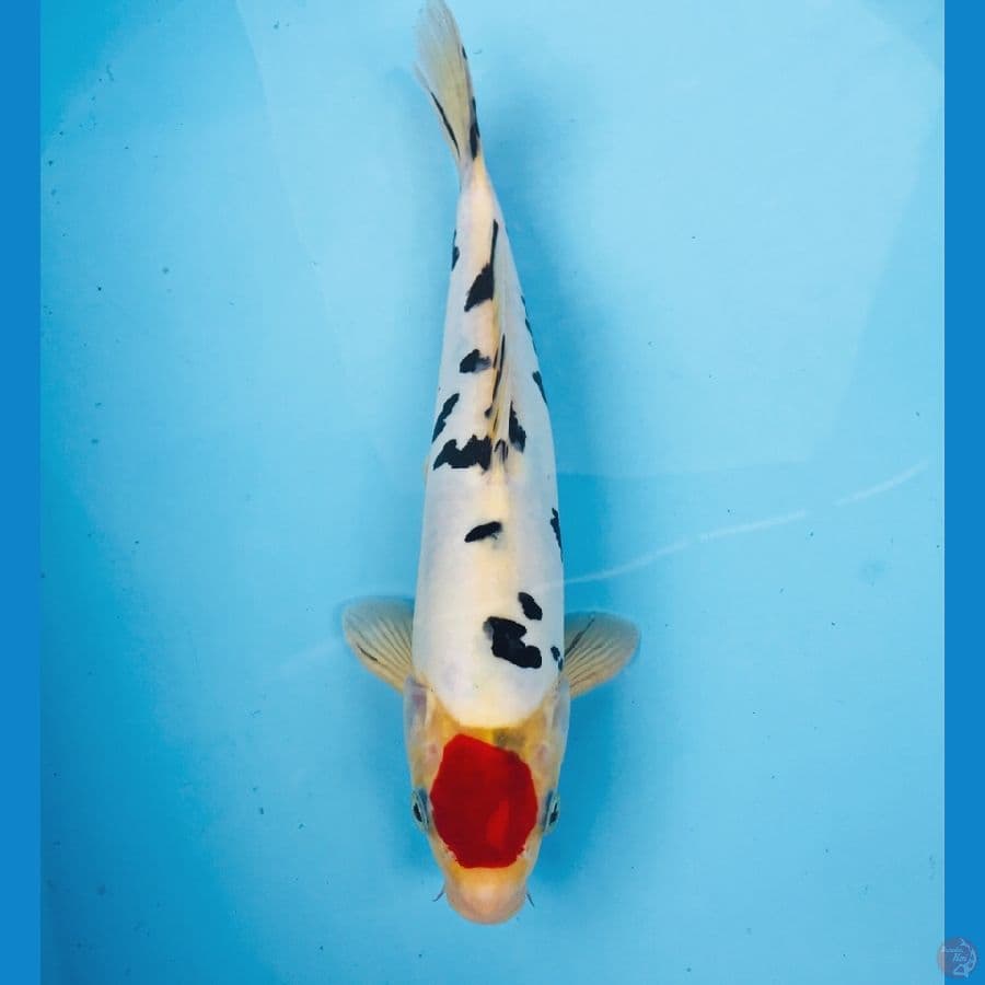 tancho sanke doit, 28 cm