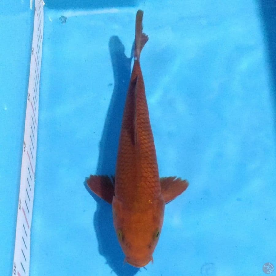 cagoi 23cm female