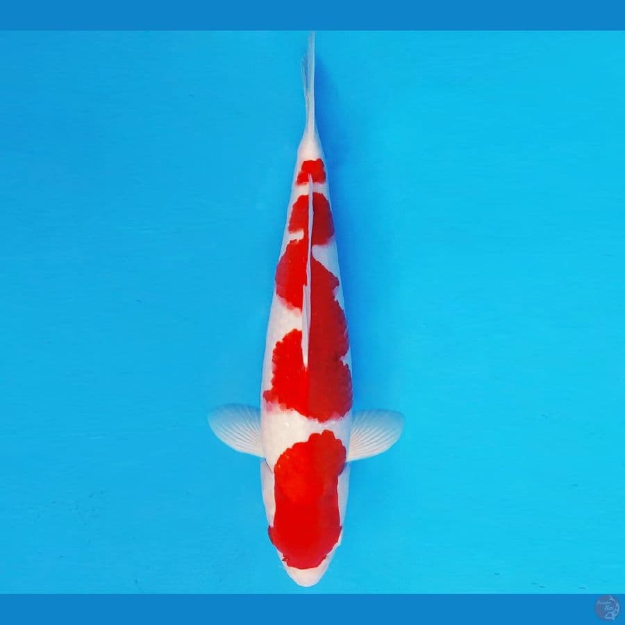 BLOODY MARY 1 ~ KOHAKU 36 cm/male ®