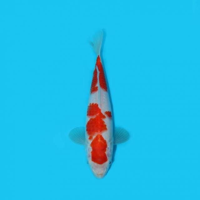BKS ( KOHAKU 24 CM )