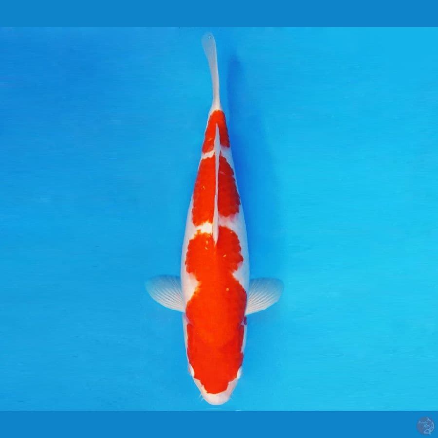 SILK ROAD 11 ~ KOHAKU 43 cm/fm ™