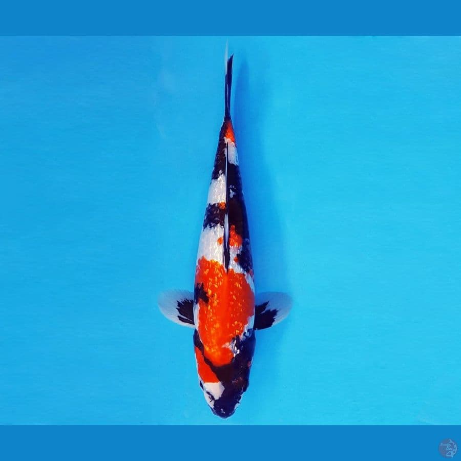 SILK ROAD 12 ~ SHOWA GIN RIN 28 cm/male ™