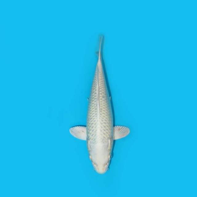 27 cm - PLATINUM OGON