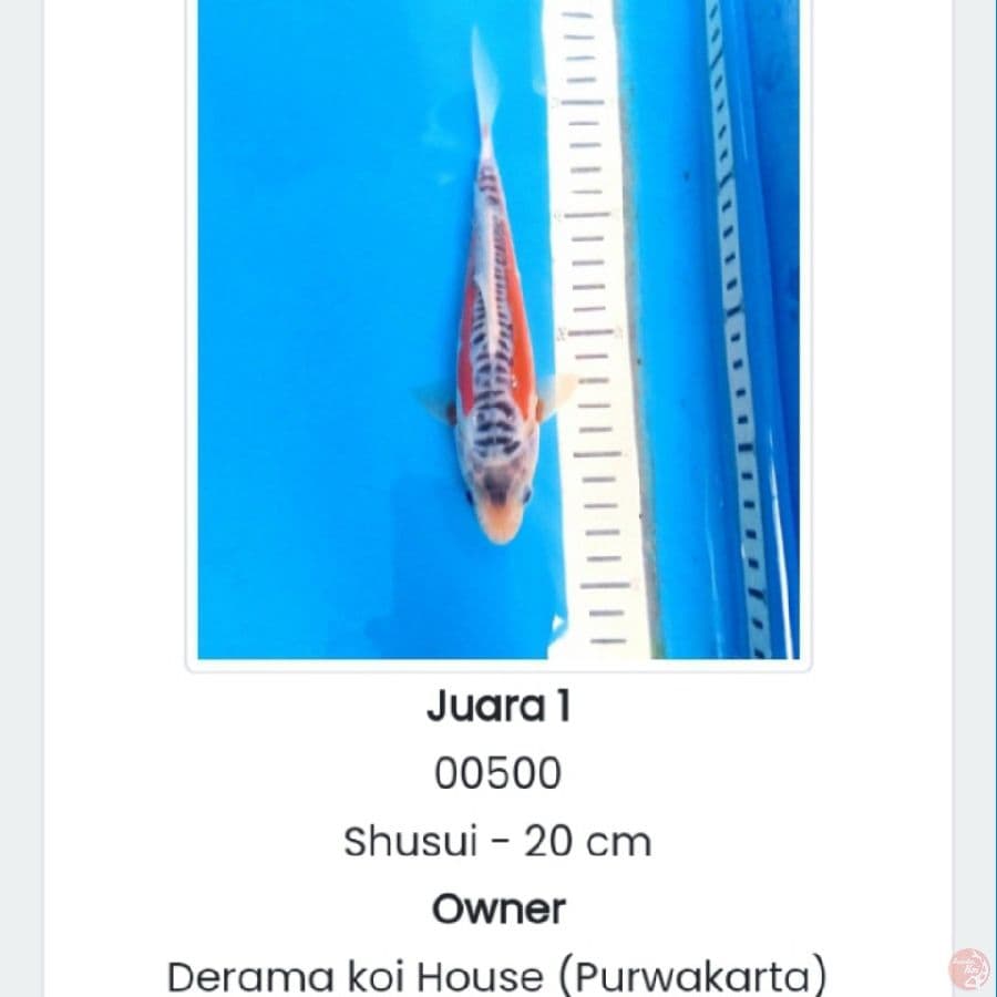 Shusui SQ prestasi