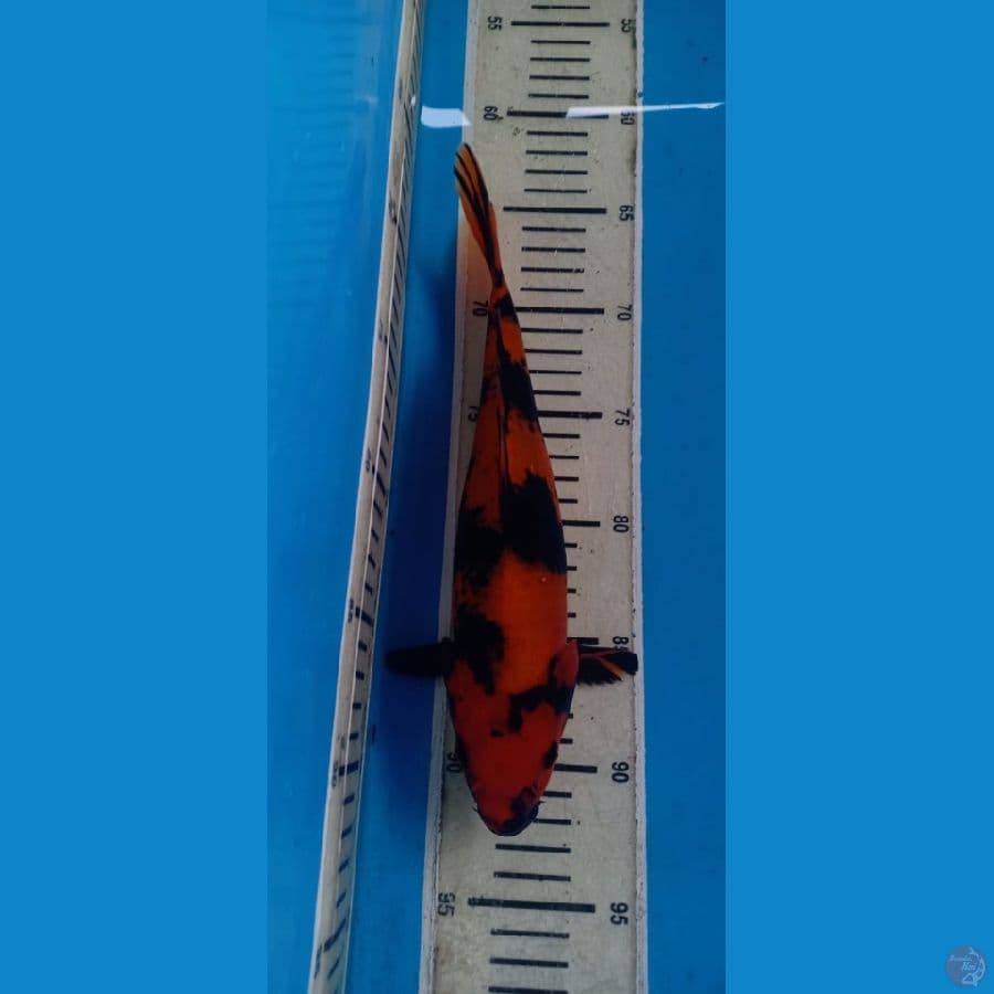 Hi utsuri SQ 29 cm