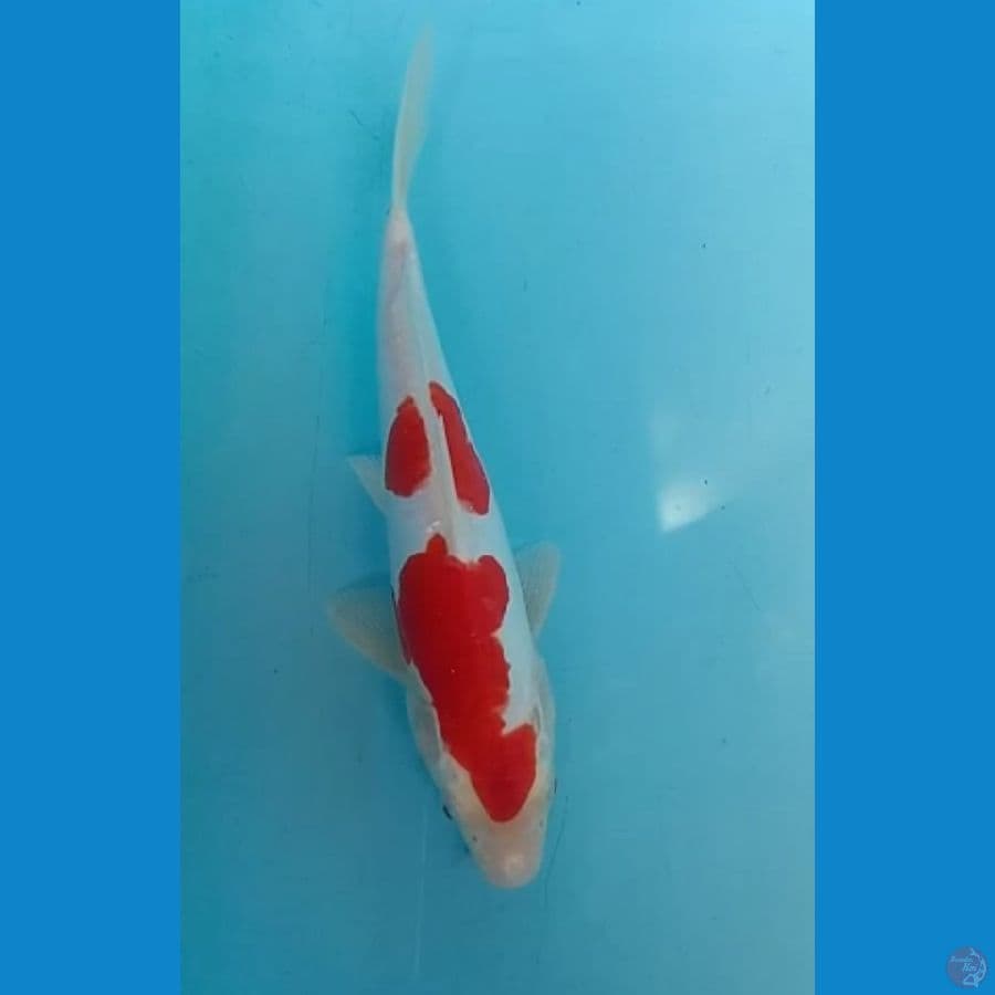 kohaku