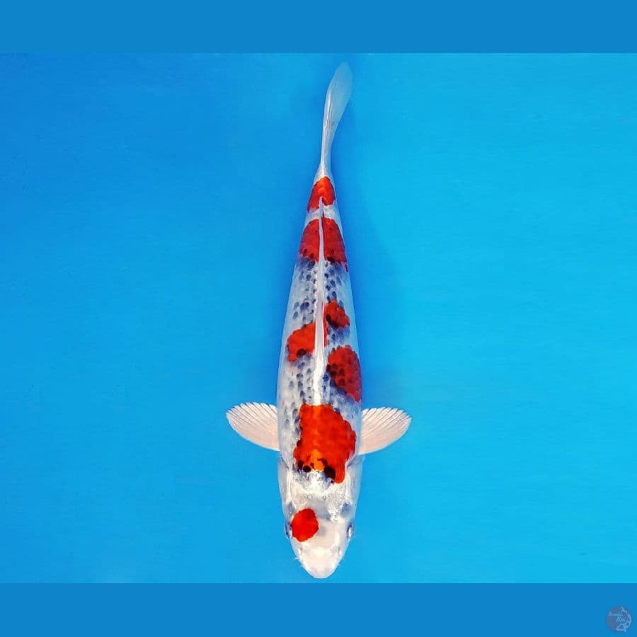 SILK ROAD 21 ~ GOSHIKI 34 cm/male ™